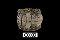 藏品(駝石鼈)的圖片